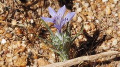 Eriastrum eremicum eremicum