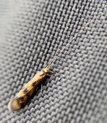 Mystacides interjectus