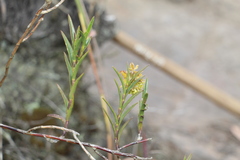 Epidendrum zipaquiranum