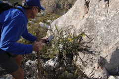 Osteospermum polygaloides