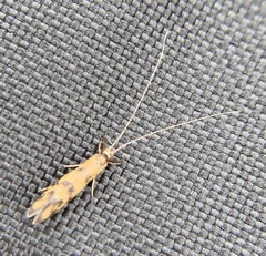 Mystacides interjectus