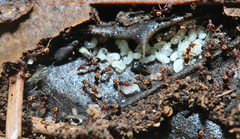 Strumigenys rostrata