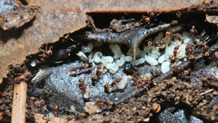 Strumigenys rostrata