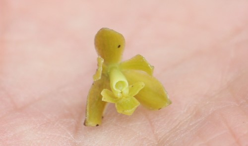 Image of Epidendrum zipaquiranum by (c) Andrés Ramírez-Barrera, some rights reserved (CC BY)