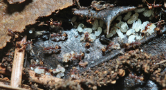 Strumigenys rostrata