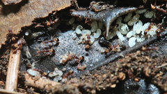 Strumigenys rostrata