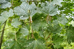 Cristulariella depraedans