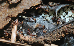 Strumigenys rostrata