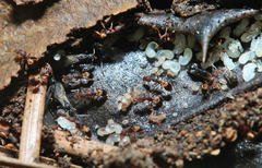 Strumigenys rostrata