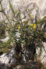 Osteospermum polygaloides
