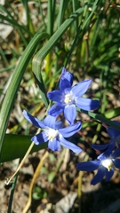 Scilla luciliae