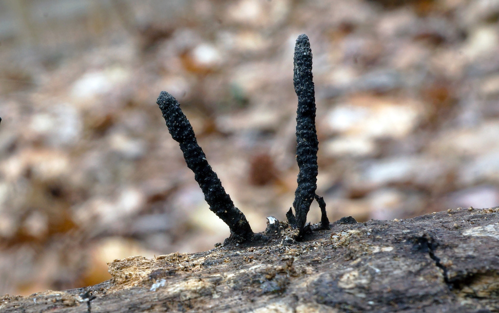 Xylaria longiana