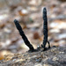 Xylaria longiana - Photo (c) tombigelow, some rights reserved (CC BY-NC), uploaded by tombigelow