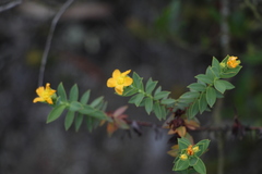 Hypericum mexicanum