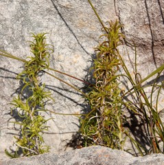 Carpacoce