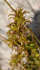 Carpacoce