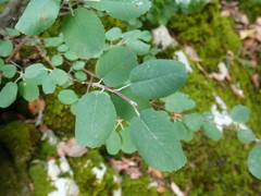 Amelanchier ovalis
