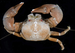 Pachycheles sculptus