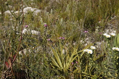 Podalyria oleifolia