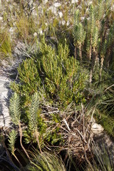 Metrosideros angustifolia