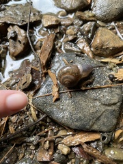 Webbhelix multilineata