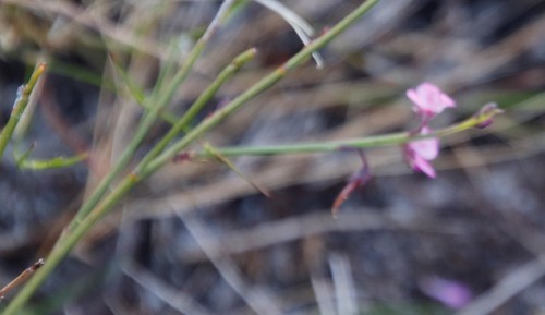 Image of Indigofera ionii by (c) Tony Rebelo, some rights reserved (CC BY-SA)