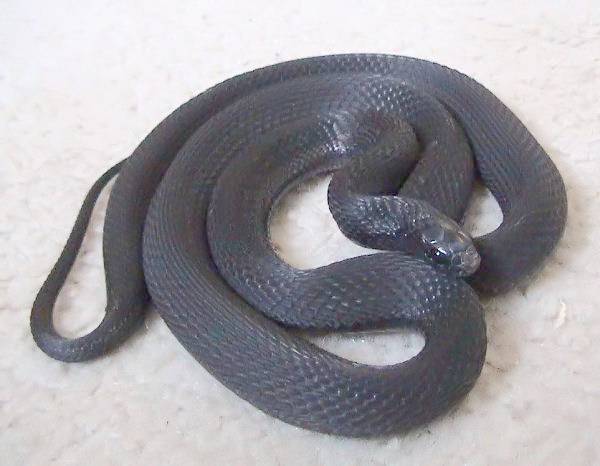 African Egg-Eating Snake