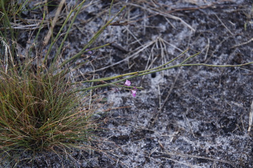 Image of Indigofera ionii by (c) Tony Rebelo, some rights reserved (CC BY-SA)