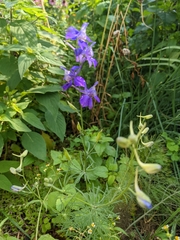 Delphinium ajacis