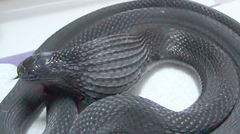 African Egg-Eating Snake photo 2