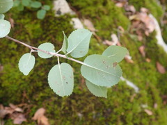Amelanchier ovalis