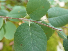 Amelanchier ovalis