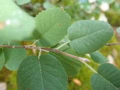 Amelanchier ovalis