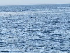 Cerorhinca monocerata