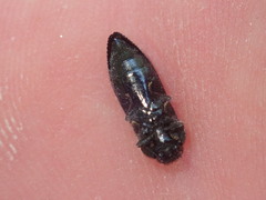 Acmaeodera quadrifasciata prunneri