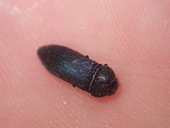Acmaeodera quadrifasciata prunneri