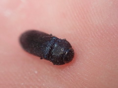 Acmaeodera quadrifasciata prunneri