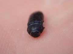 Acmaeodera quadrifasciata prunneri