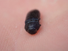 Acmaeodera quadrifasciata prunneri