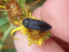 Acmaeodera quadrifasciata prunneri