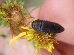 Acmaeodera quadrifasciata prunneri