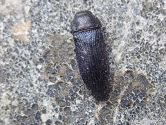 Acmaeodera quadrifasciata prunneri