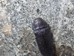 Acmaeodera quadrifasciata prunneri
