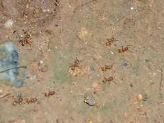 Formicidae