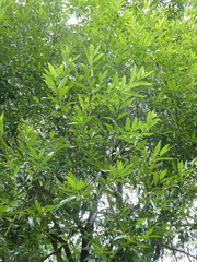 Salix × meyeriana