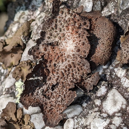 Common Toadskin Lichen