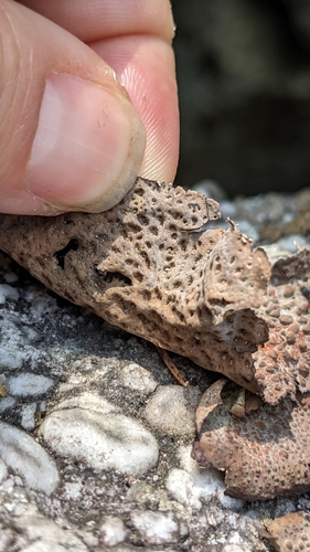 Common Toadskin Lichen