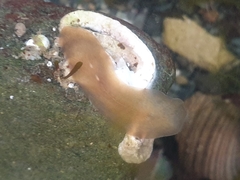 Leptoplana tremellaris