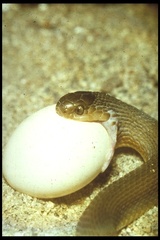 Southern Brown Egg Eater photo 1