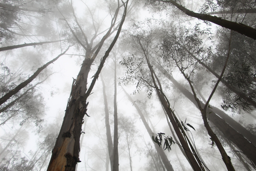 Eucalyptus (Blue Gum)